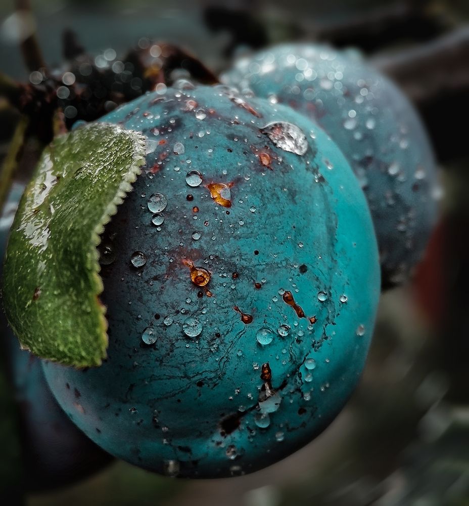 Планета Слива