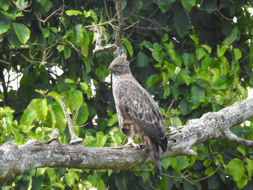 Photograph by Sneha Mithra H