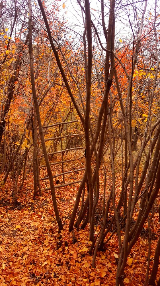 Photograph by Maryam Motlagh