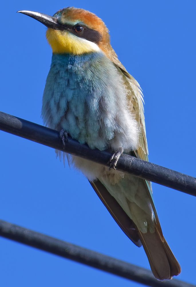 Золотая щурка