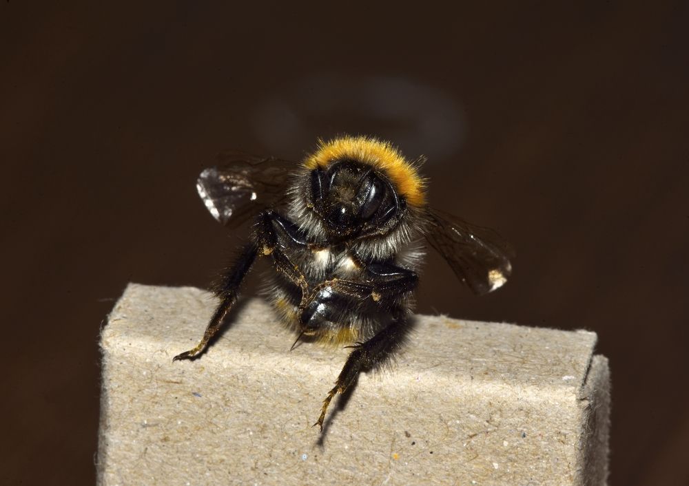 Фотография автора Сергей Чесноков