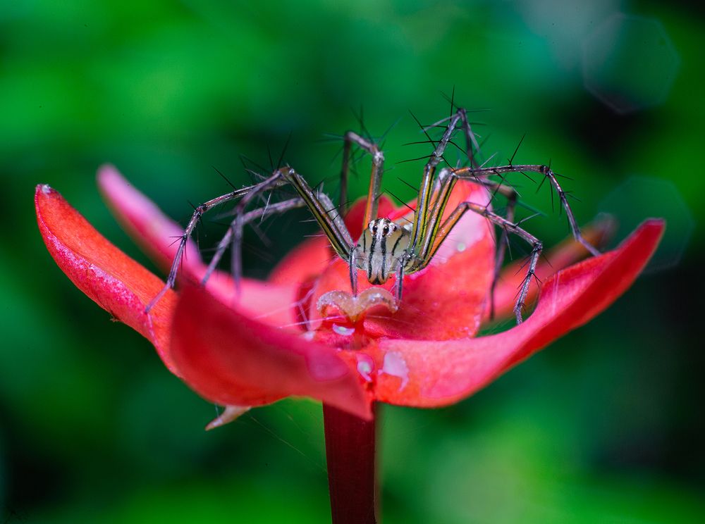 Фотография автора Sasindu Pramuditha