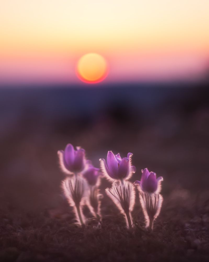 Фотография автора Екатерина Дмитренко