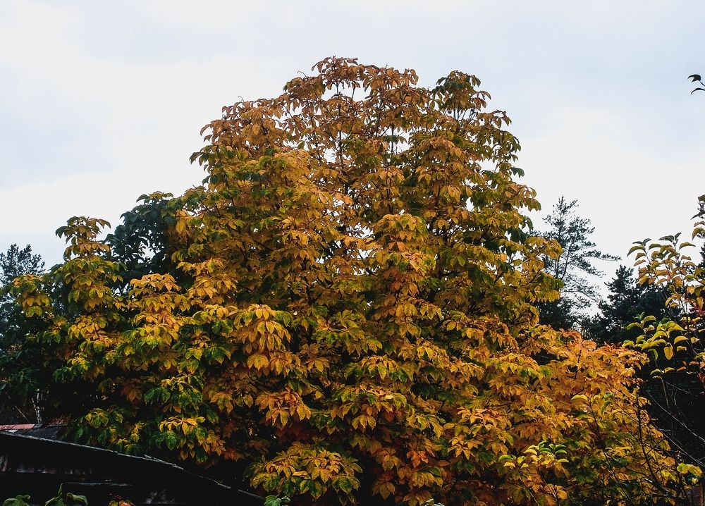 Photograph by Елизавета Большакова