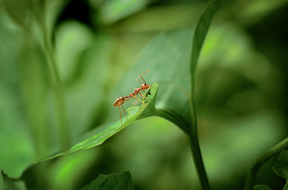 Photograph by Ridwan Read Ridwan