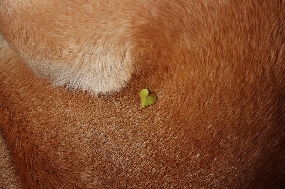 Photograph by Tatiana Barthem