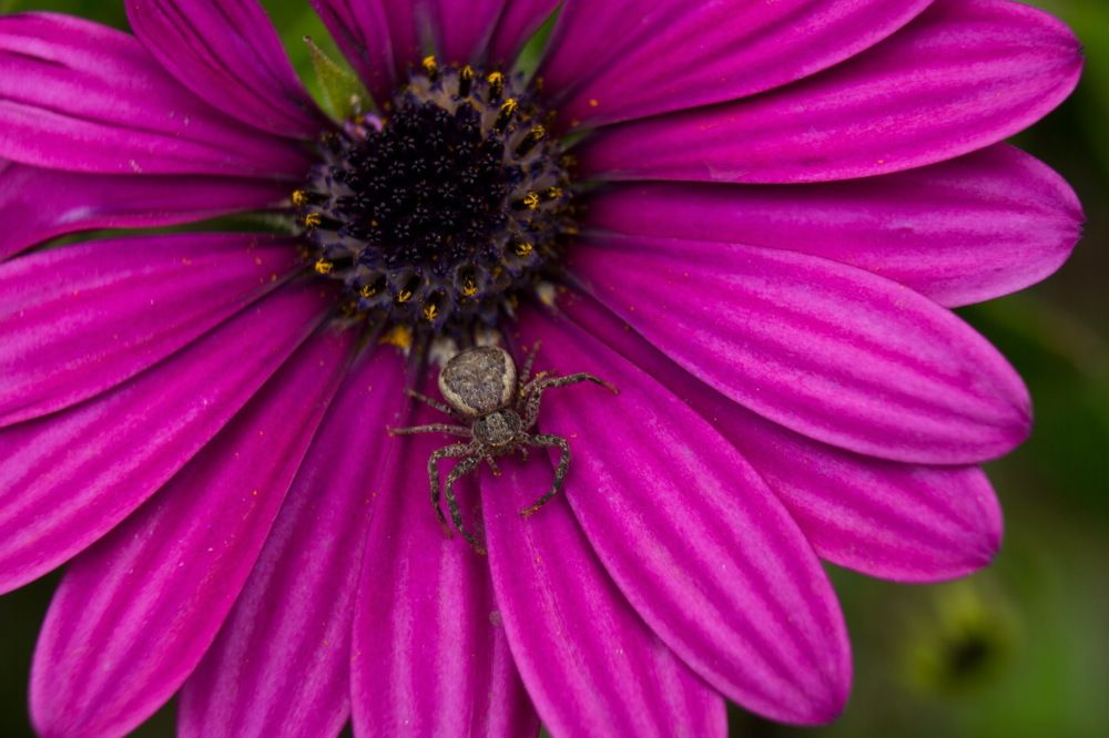 Неутомимость