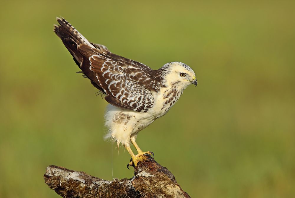 Фотография автора Александр Гусар