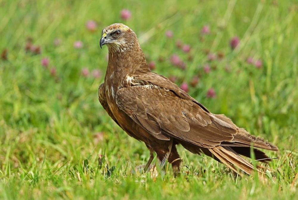 Фотография автора Александр Гусар