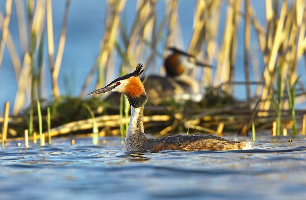 Фотография автора Александр Гусар