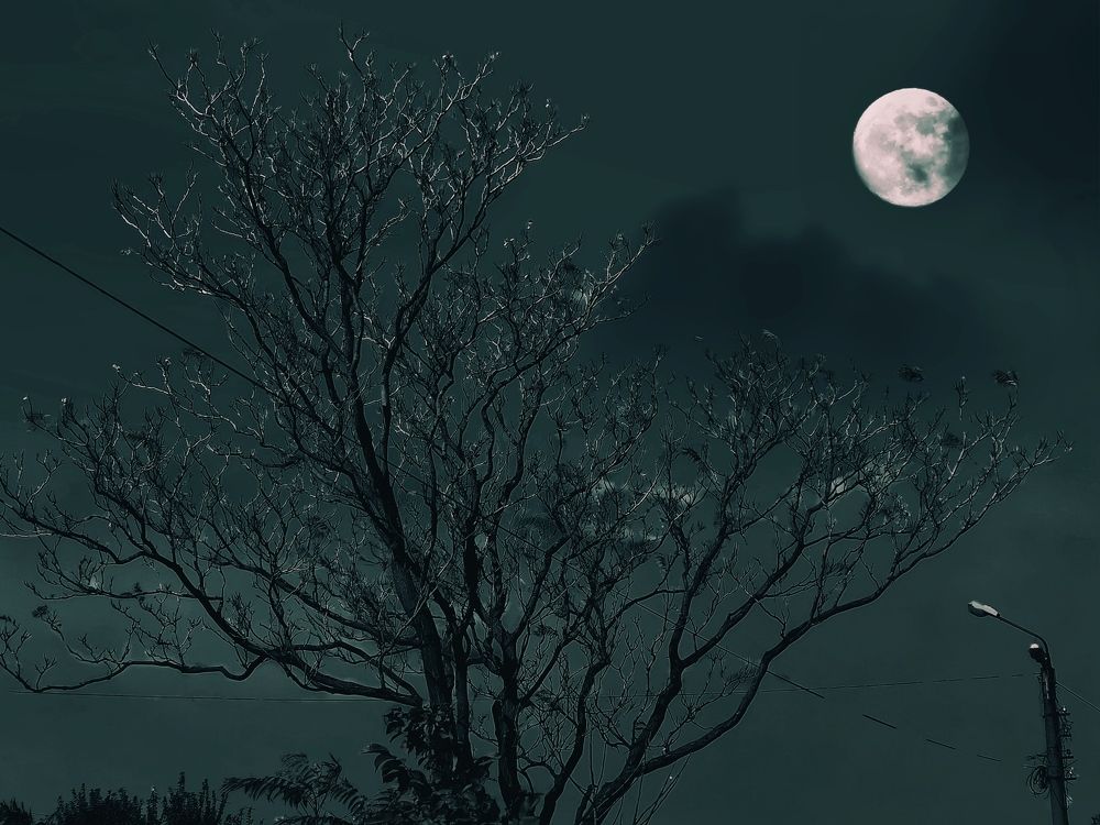 Лунный свет