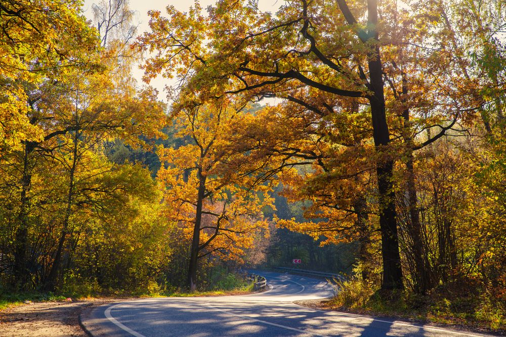 Дорога в лесу.
