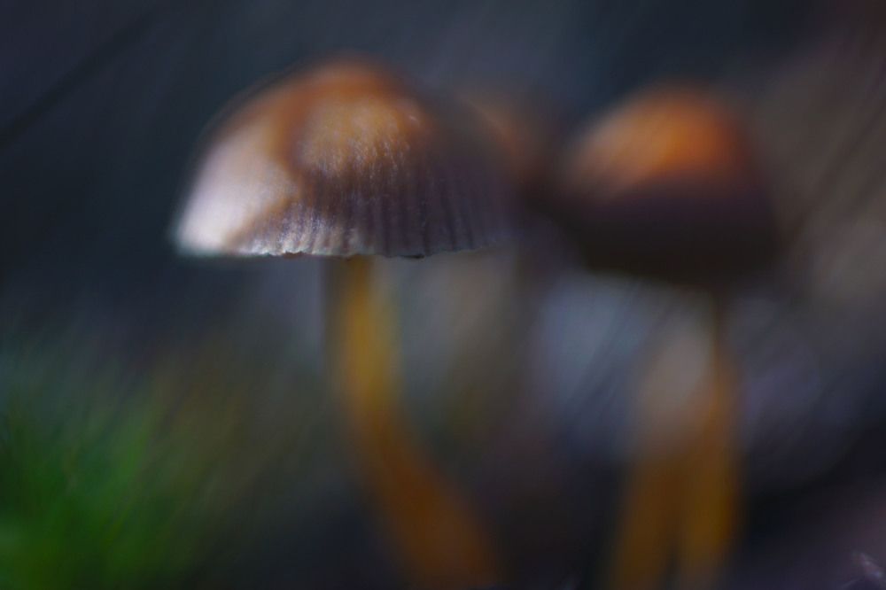 Photograph by Виктор Квасов