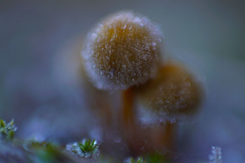 Photograph by Виктор Квасов