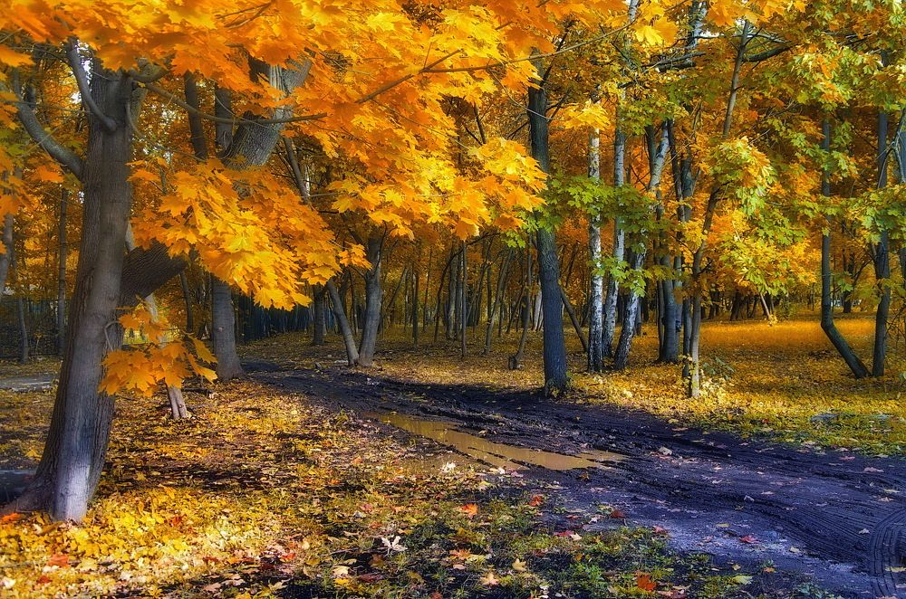 Лесная дорога