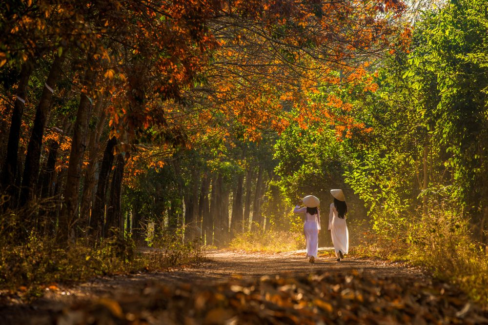 The Autumn at Binh Duong