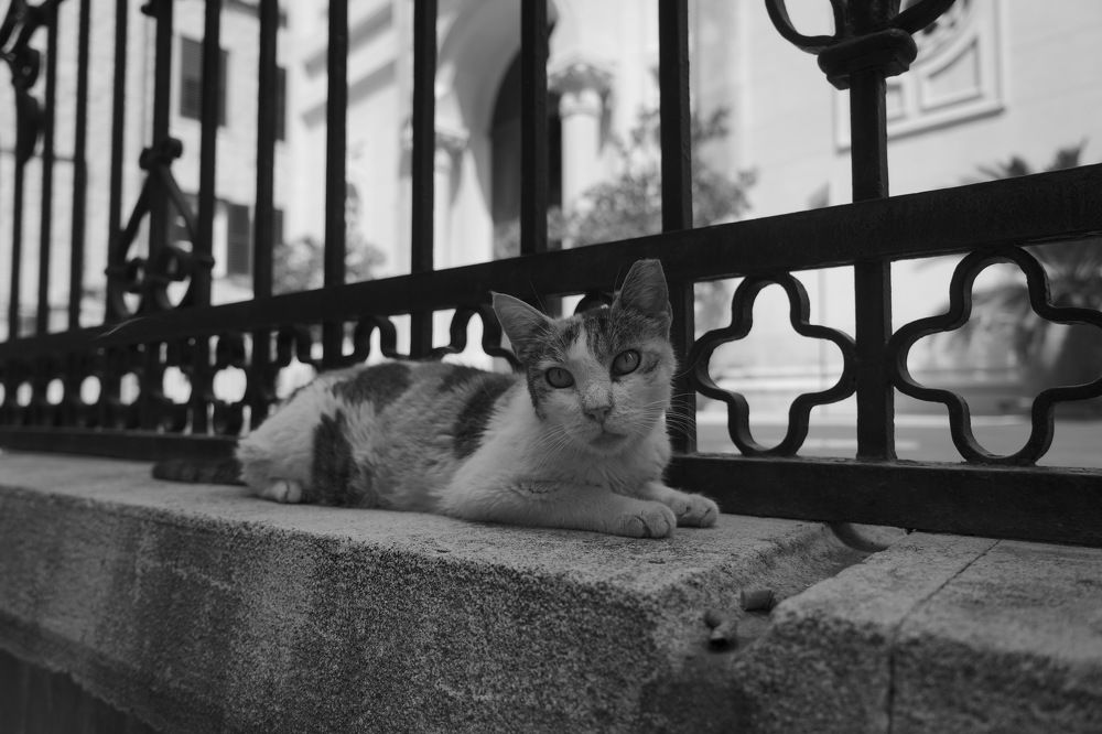 Фотография автора Владимир Хащанский