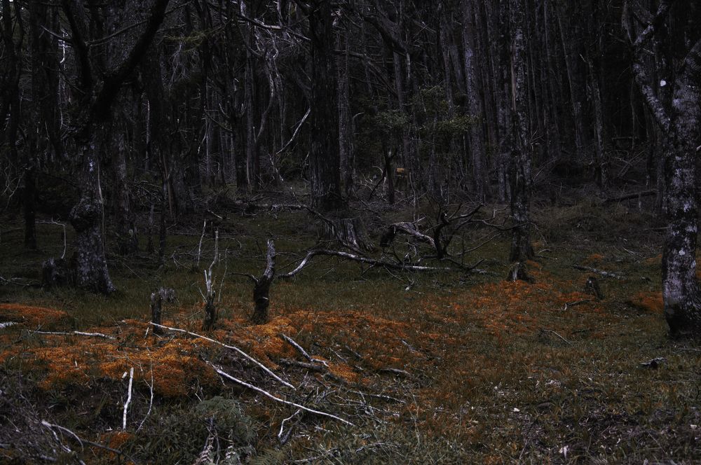 Photograph by Chamara Sulakkhana Polwatta Siriyalage