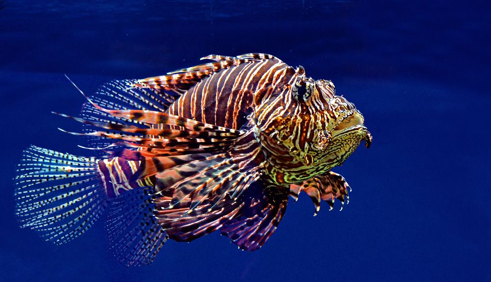 Фотография автора Антип