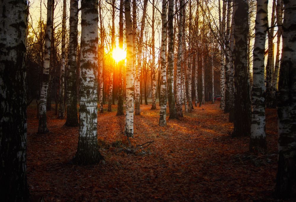 Photograph by Элина Васькова