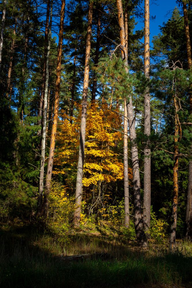 Фотография автора Виталий Зейфер