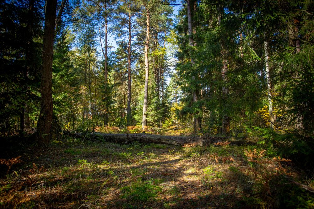 Фотография автора Виталий Зейфер