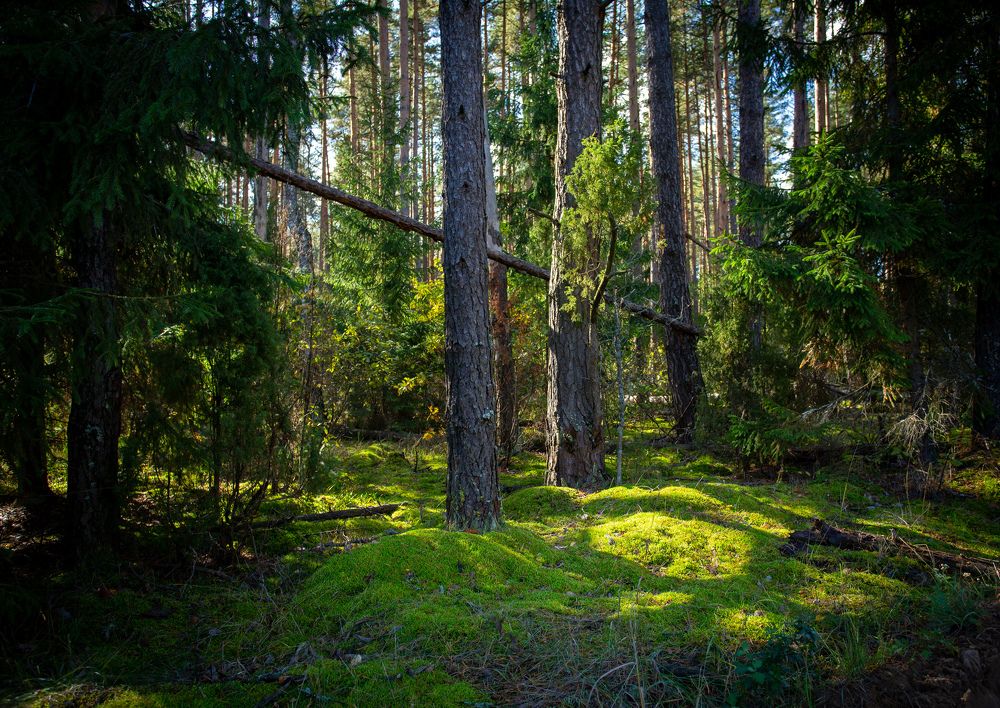 Фотография автора Виталий Зейфер