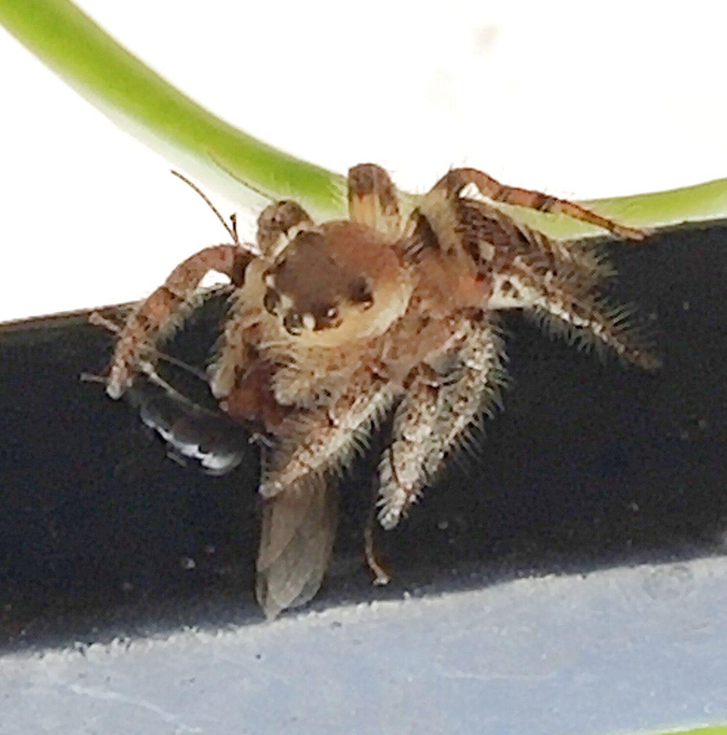 Photo #6565646