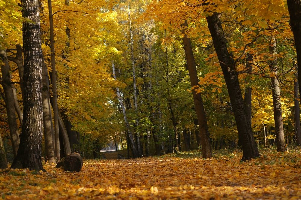 Золотая осень