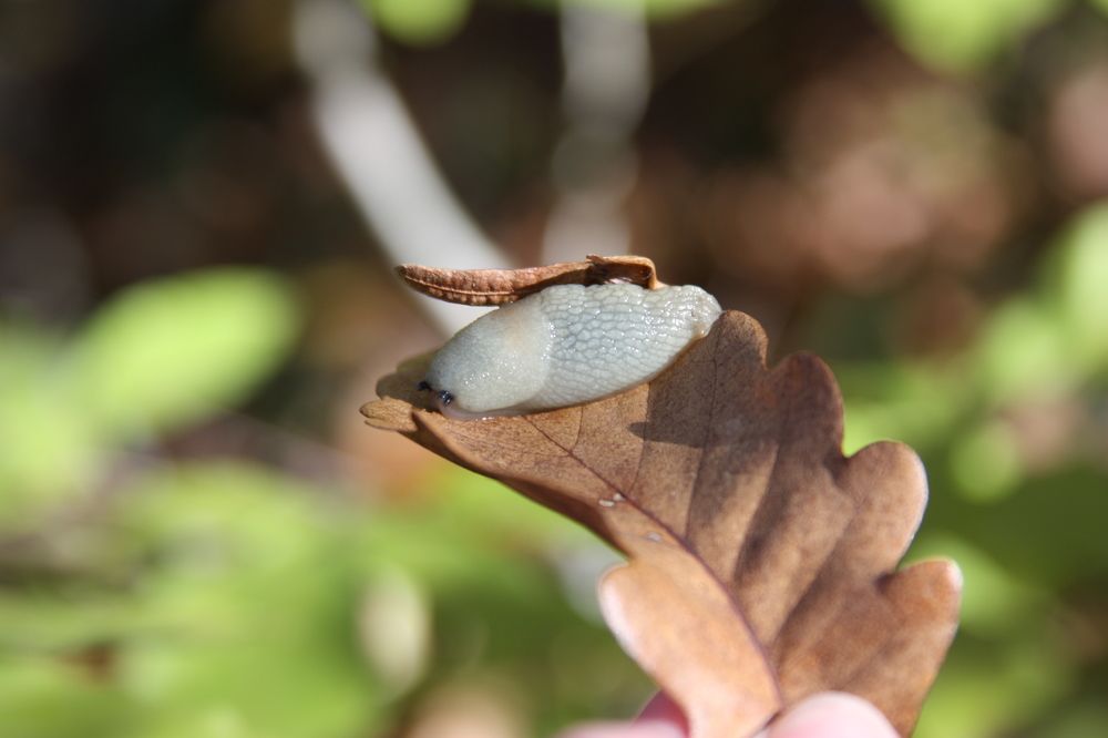Photograph by Ольга Сергиенко