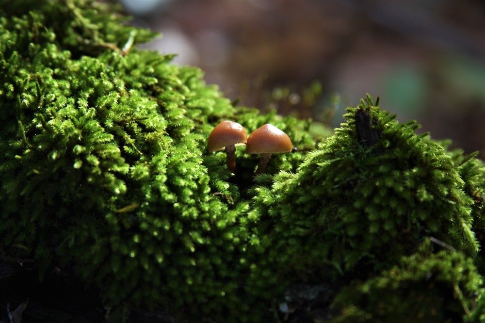 Photograph by Ольга Сергиенко