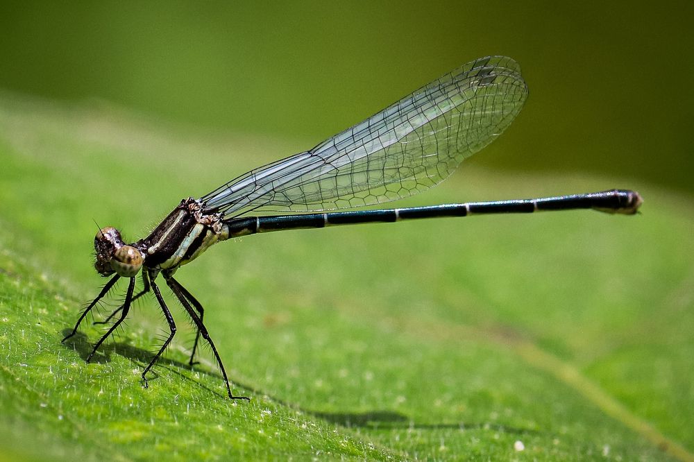 Photograph by Arkachanda Roy