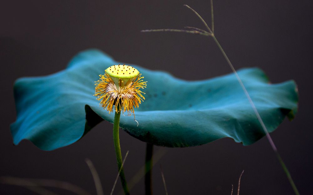 Photograph by DINH NGUYEN HUU