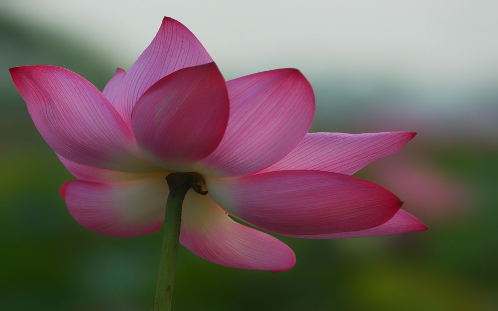 Photograph by DINH NGUYEN HUU