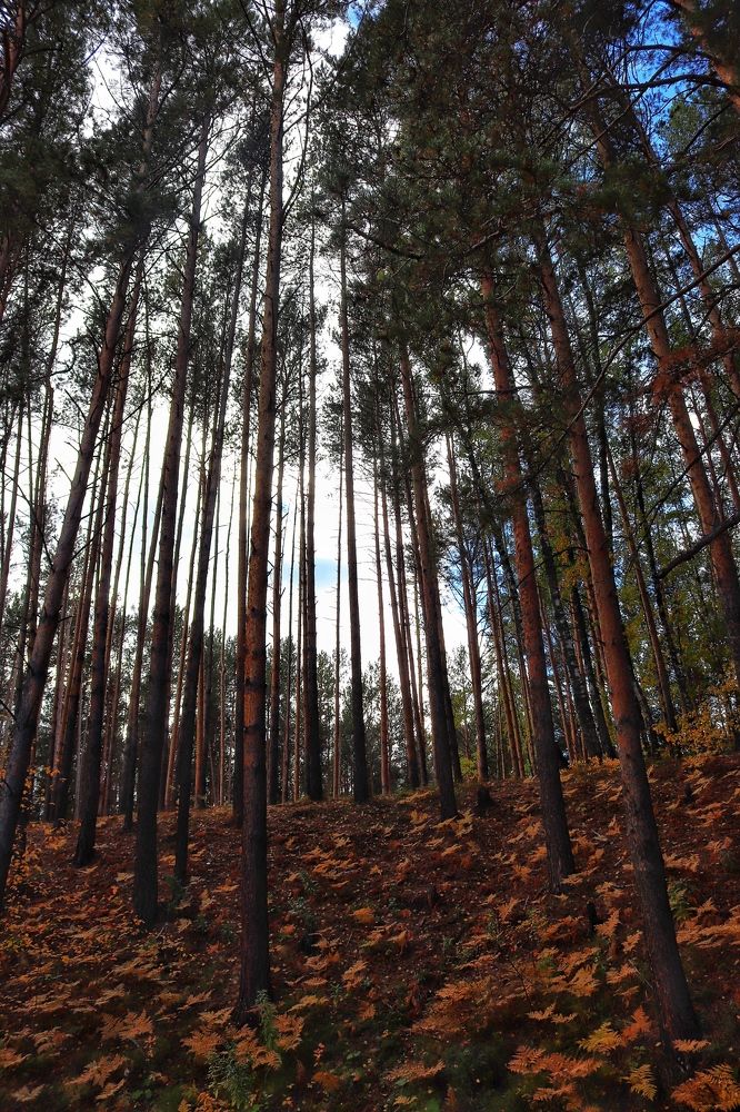 Photograph by Дарья Кудланова