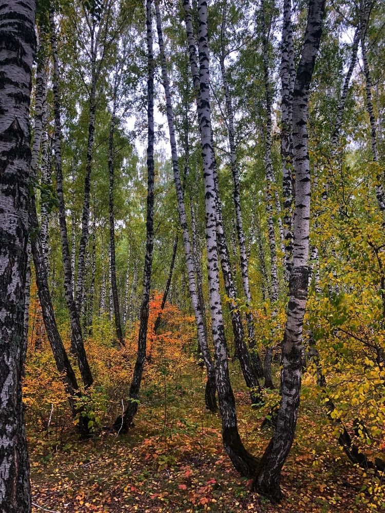 Photograph by Дарья Кудланова