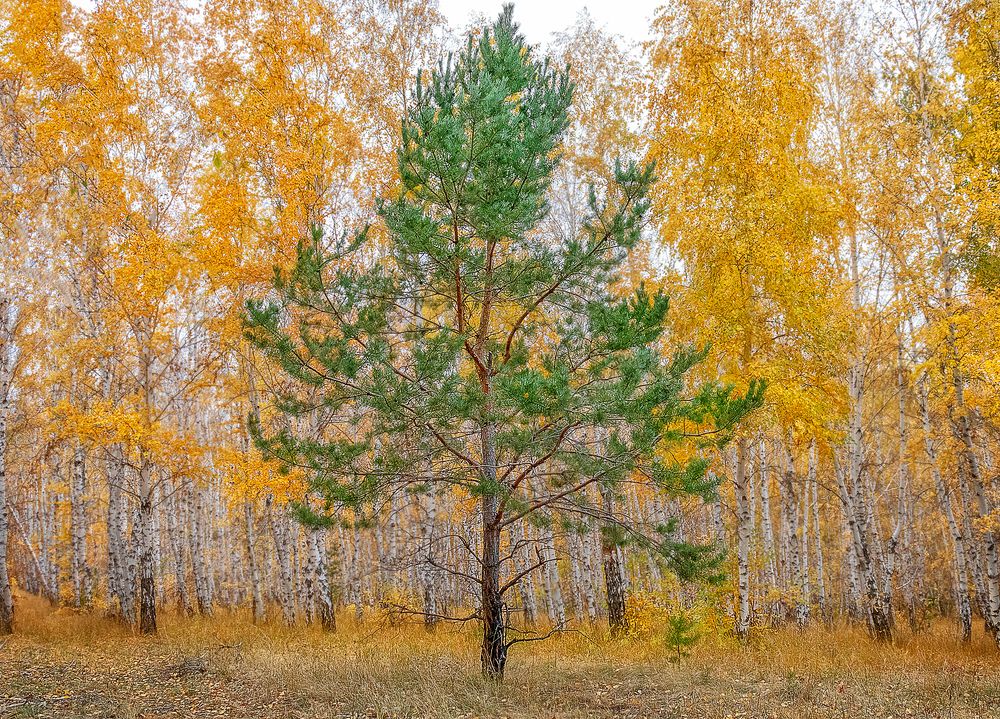 Photograph by Олег Белан