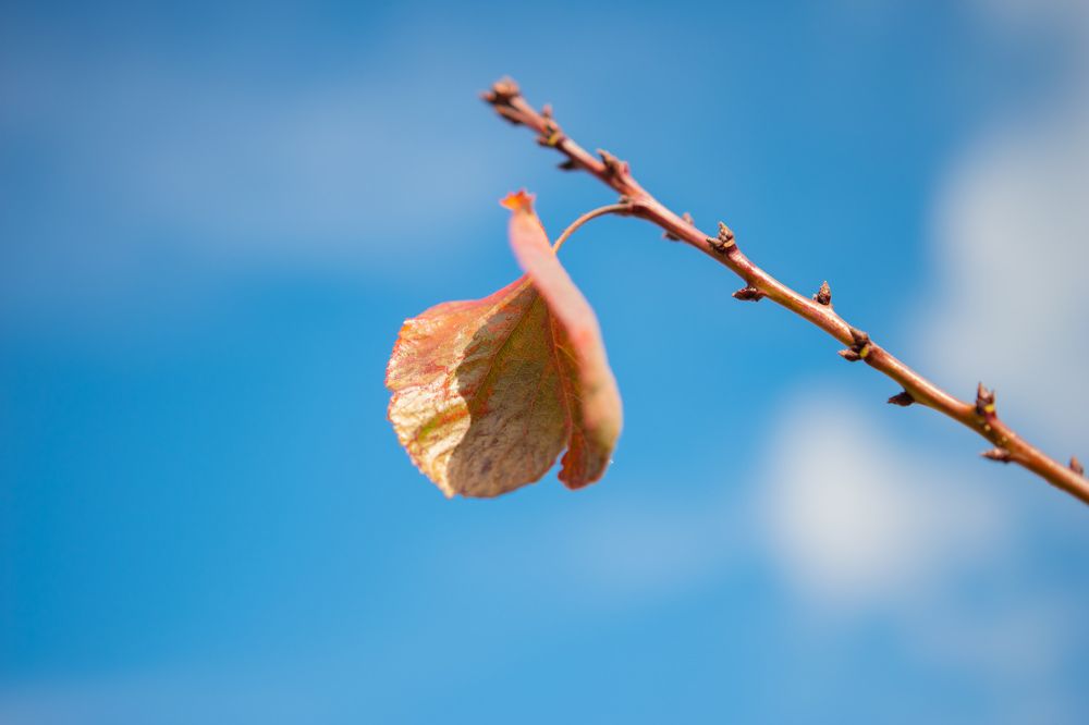 Photograph by Gulnaz Sabirova