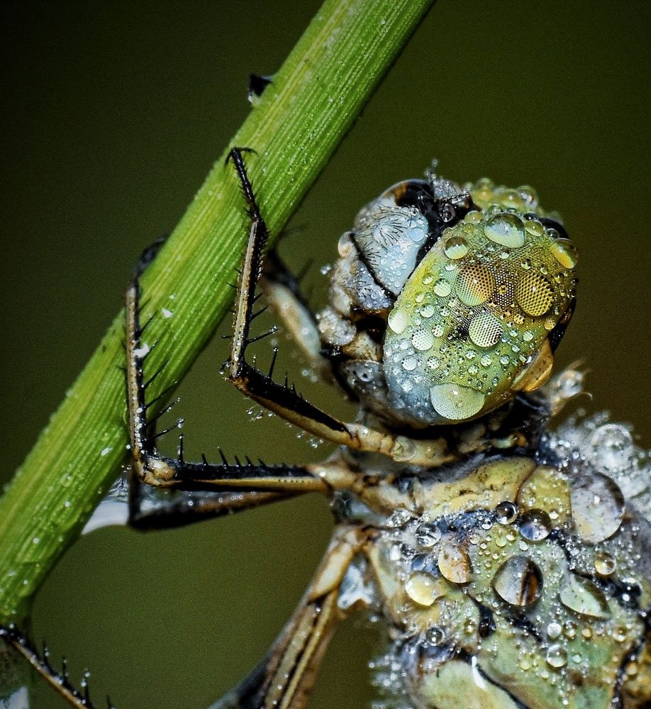 Photograph by Roshan Dhotre