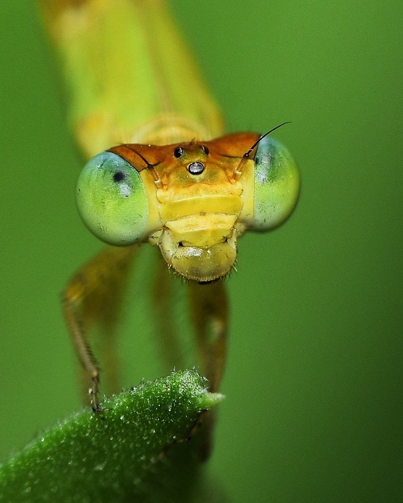 Photograph by Roshan Dhotre