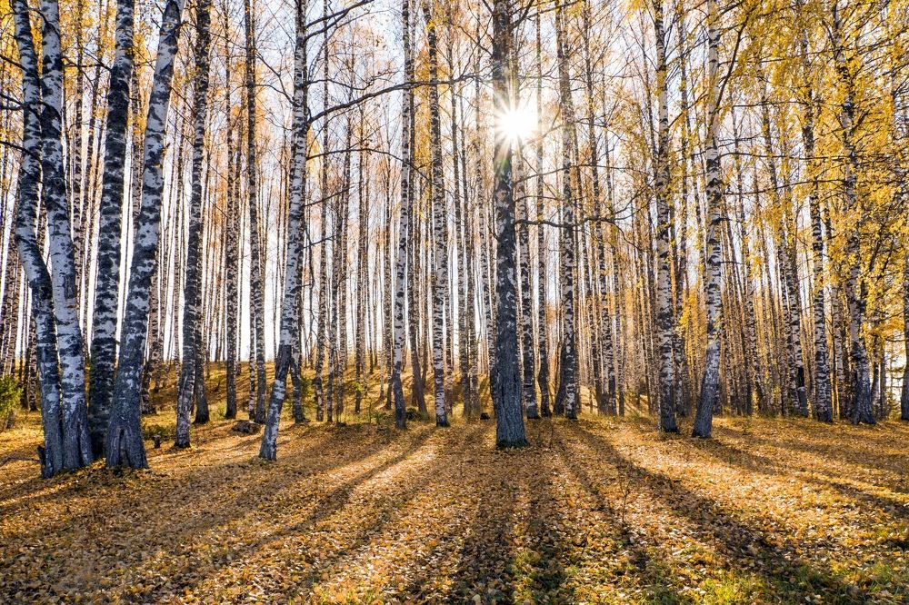 Photograph by Елена Чудиновских