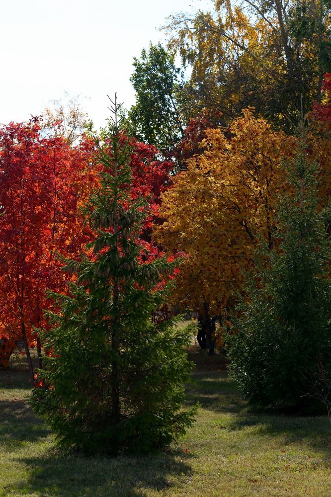 Осеннее разноцветие