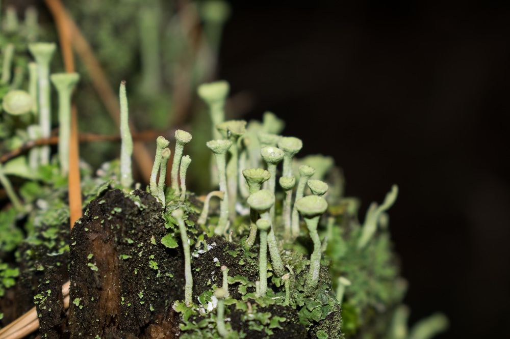 Photograph by Алена Бржезицкая