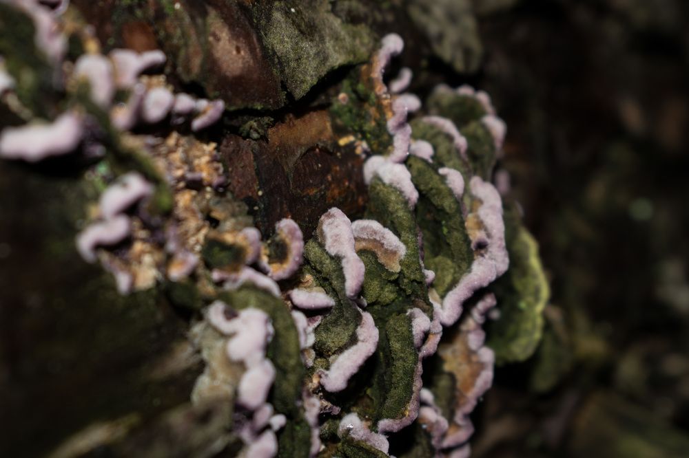 Photograph by Алена Бржезицкая