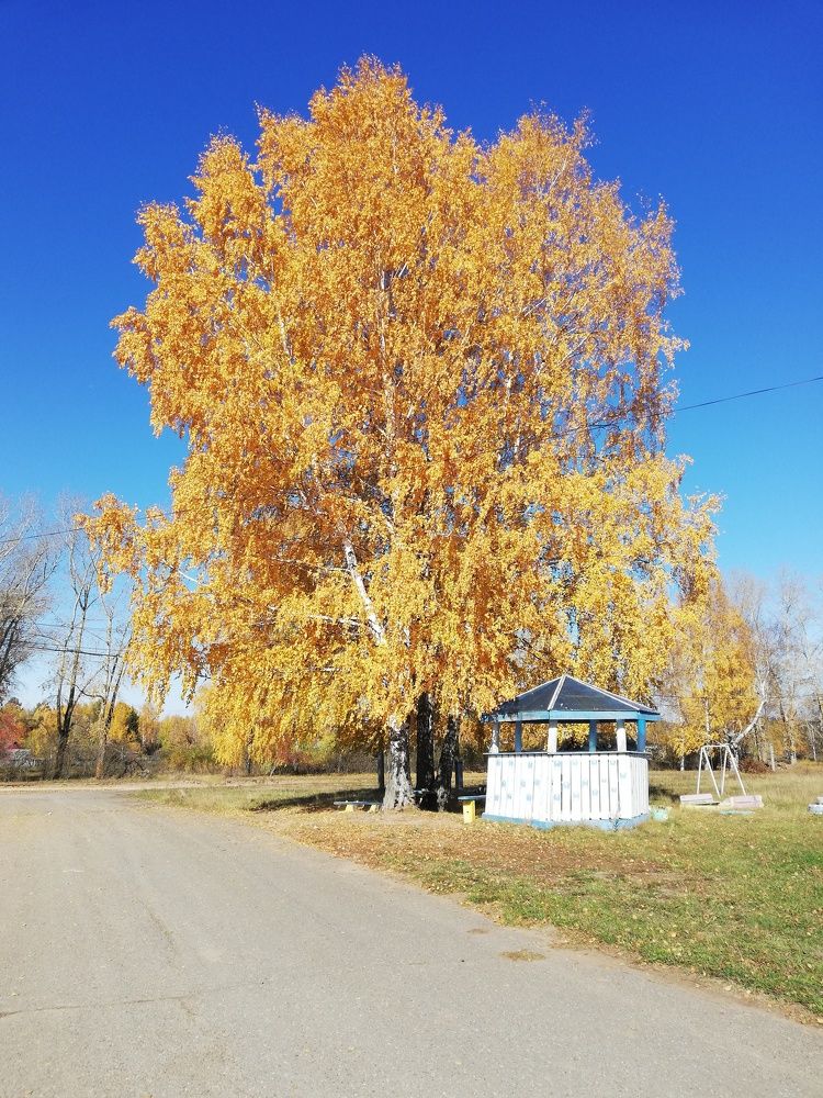 Золото осени