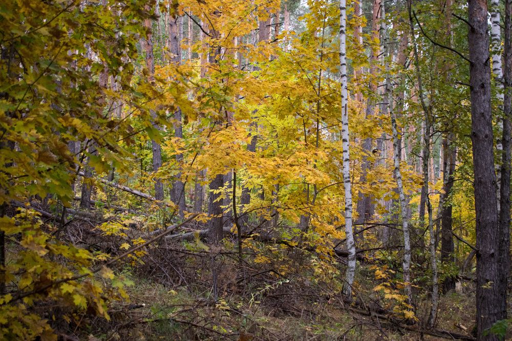 Photograph by Алена Бржезицкая