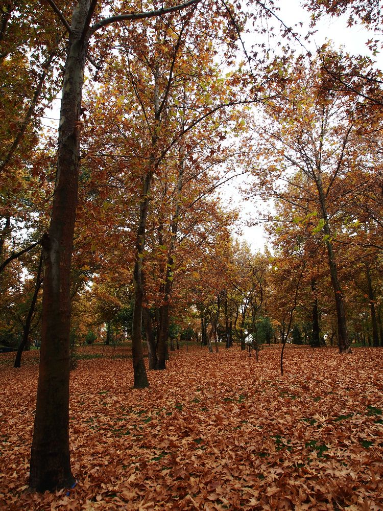 Photograph by Abdolreza Aleagha