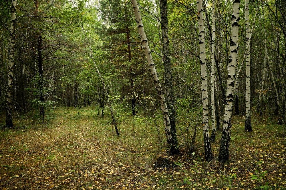 Photograph by Тимофей Ведясов