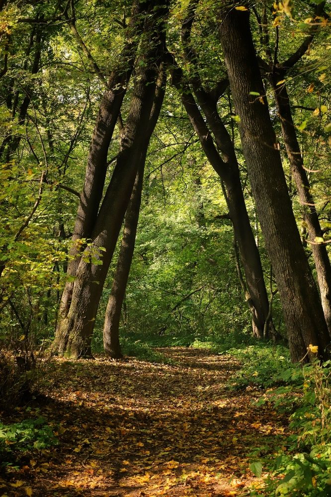 Тропинка в лесу