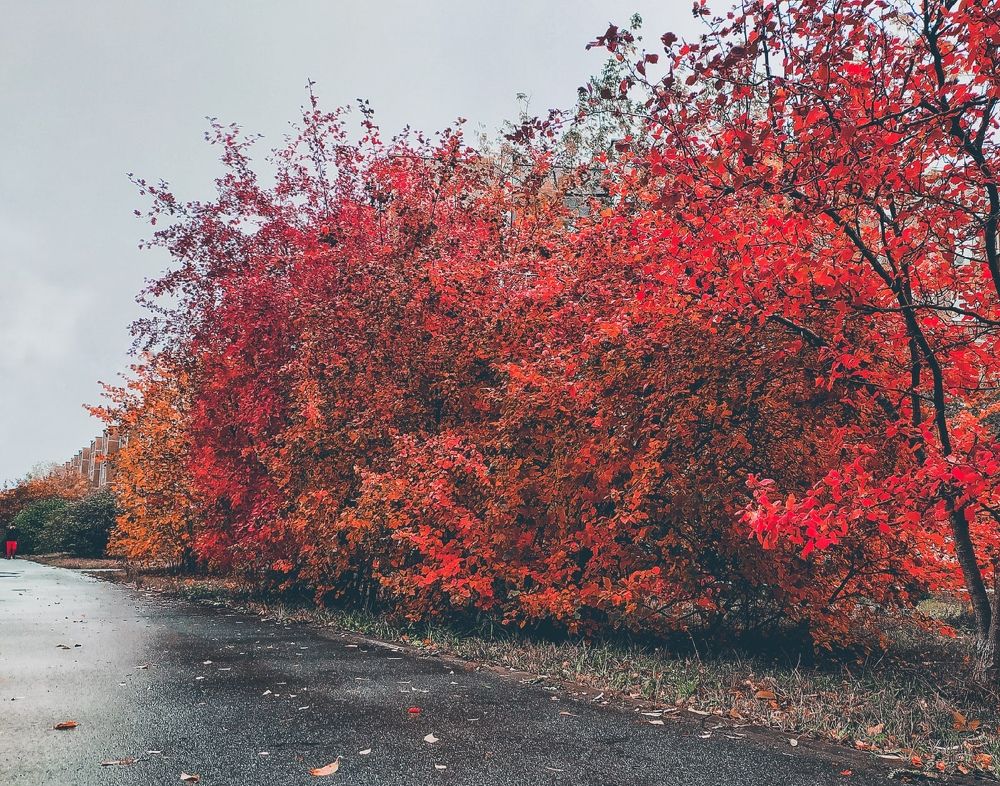 Фотография автора Роман Заиченко